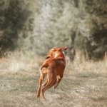 A dog running in a forest