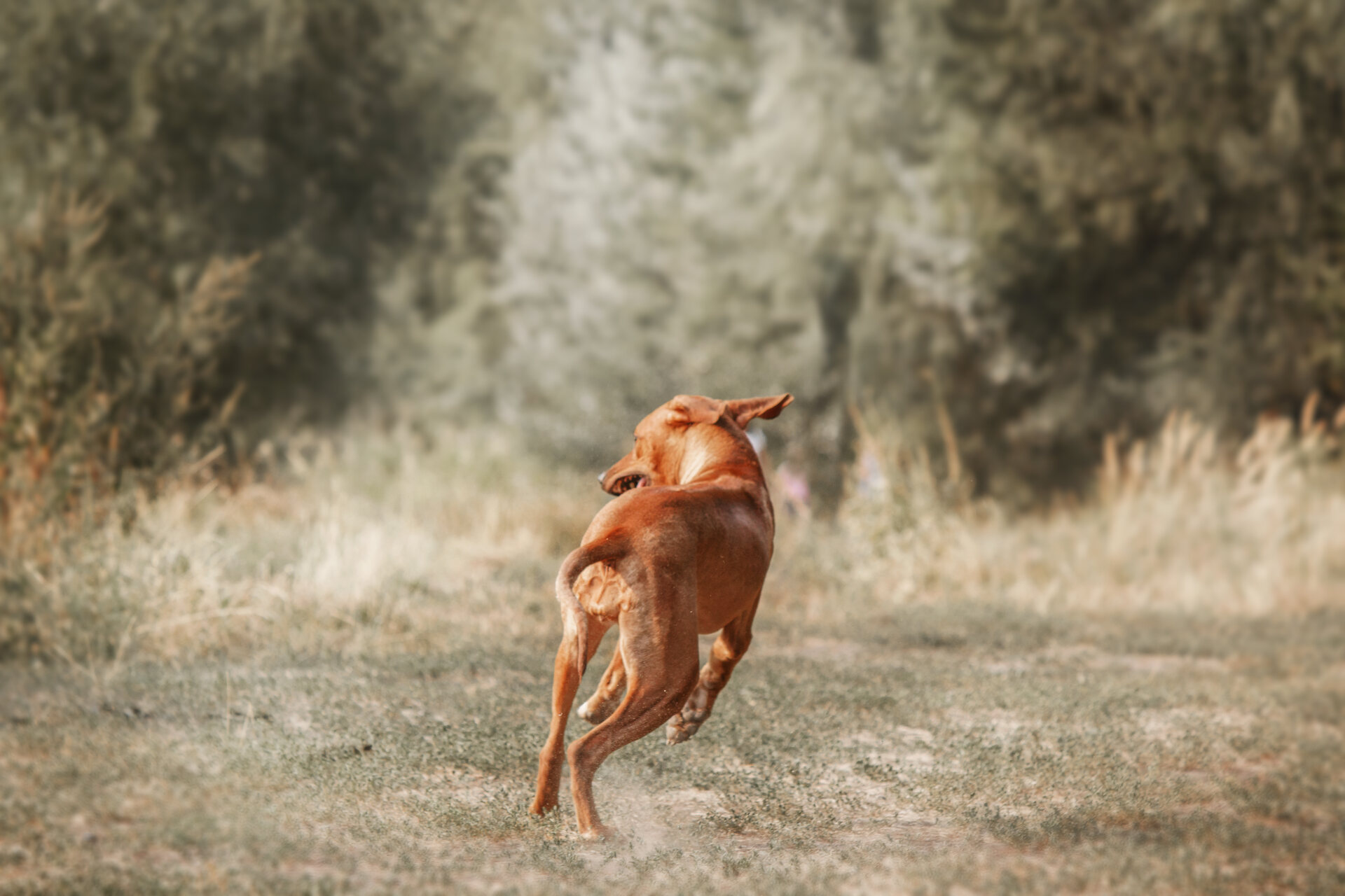 A dog running away into a forest