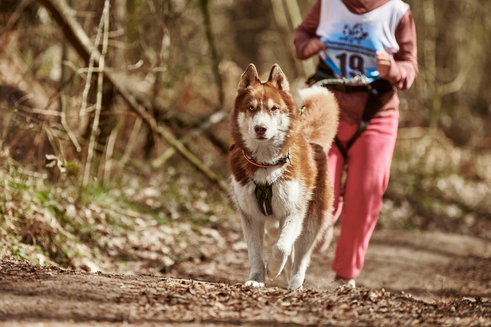 A Canicross competitor running in the woods with a Husky