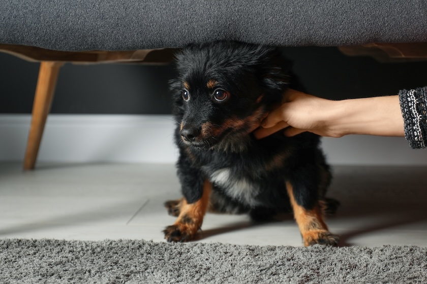 Hundewelpe versteckt sich ängstlich unter einer Couch