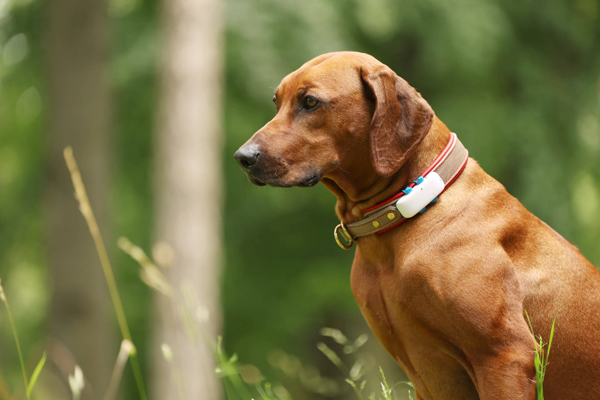 Brauner Hund in der Natur trägt Tractive GPS Tracker