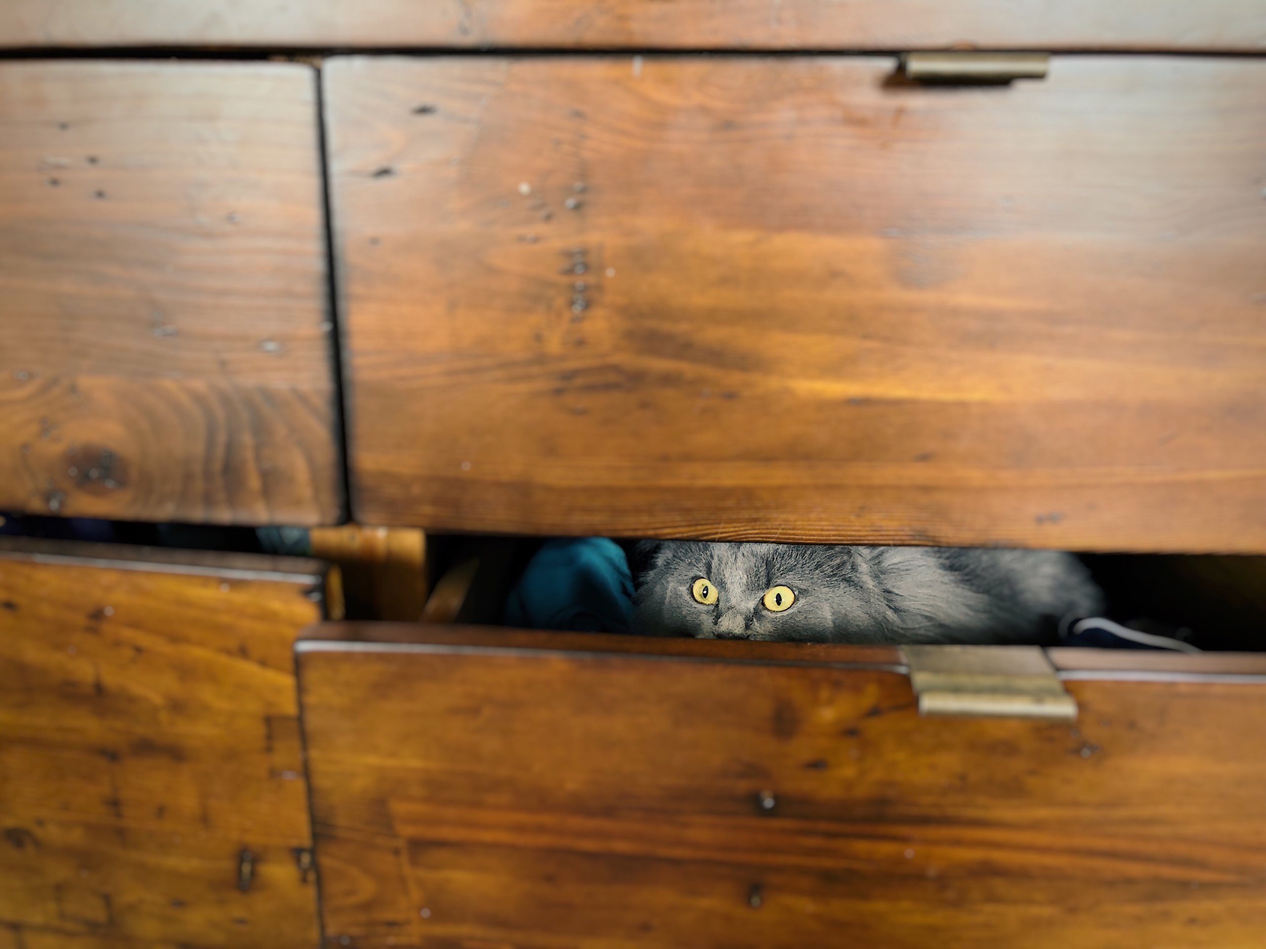 A cat hiding in a drawer