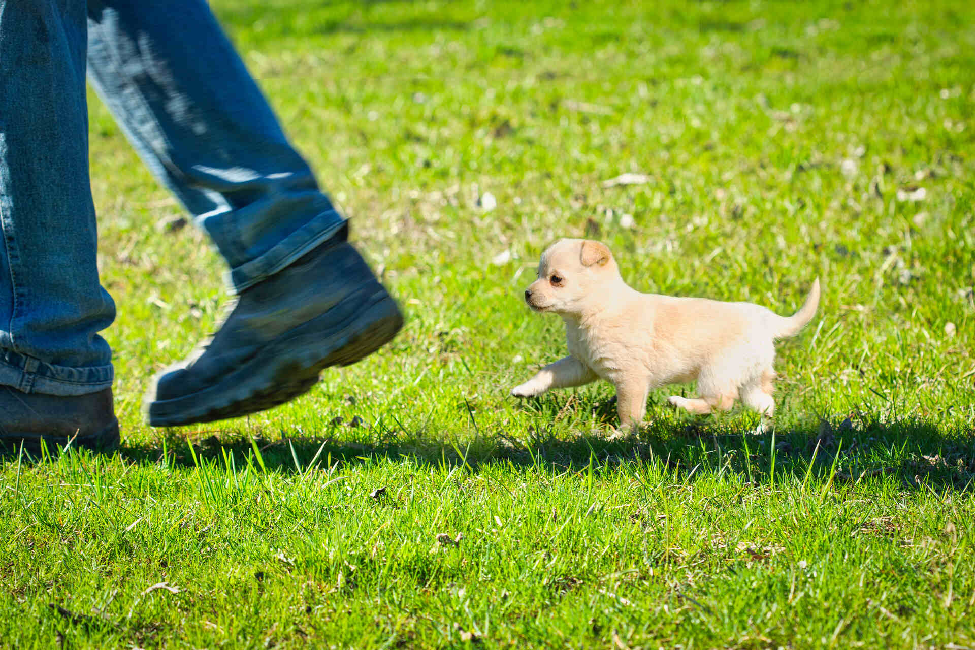 A puppy following their owner for a training session