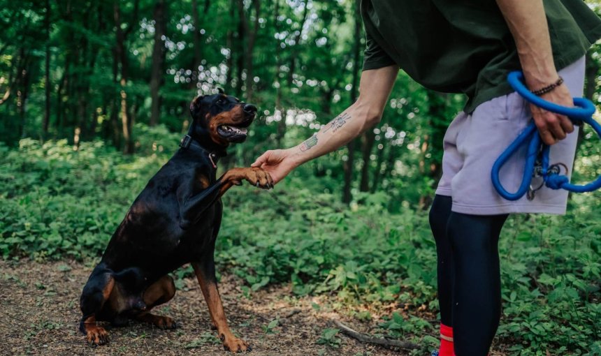 Doberman pinscher shaking man's hand in forest