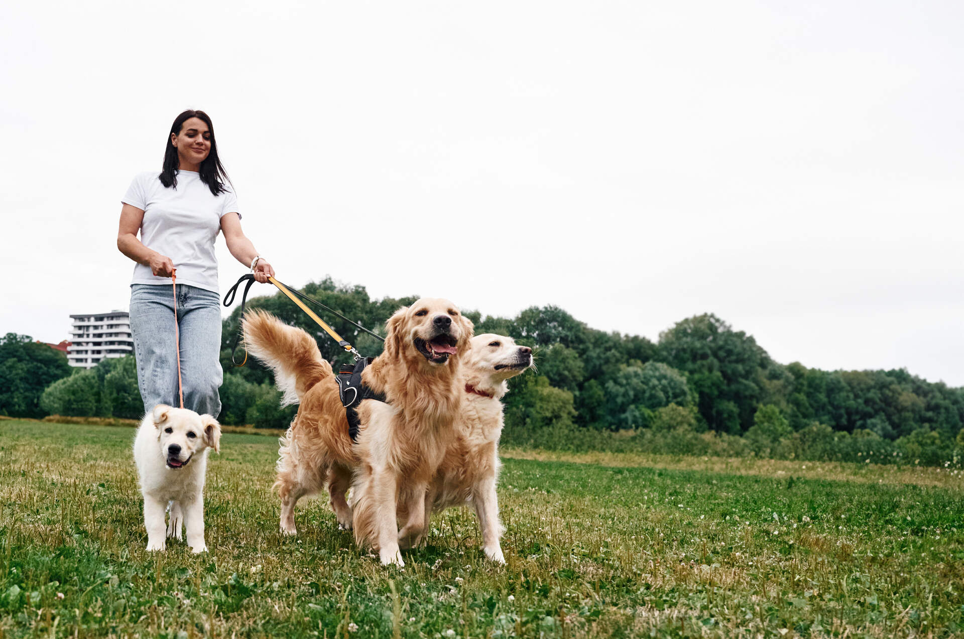 A woman walking three dogs on a leash outdoors