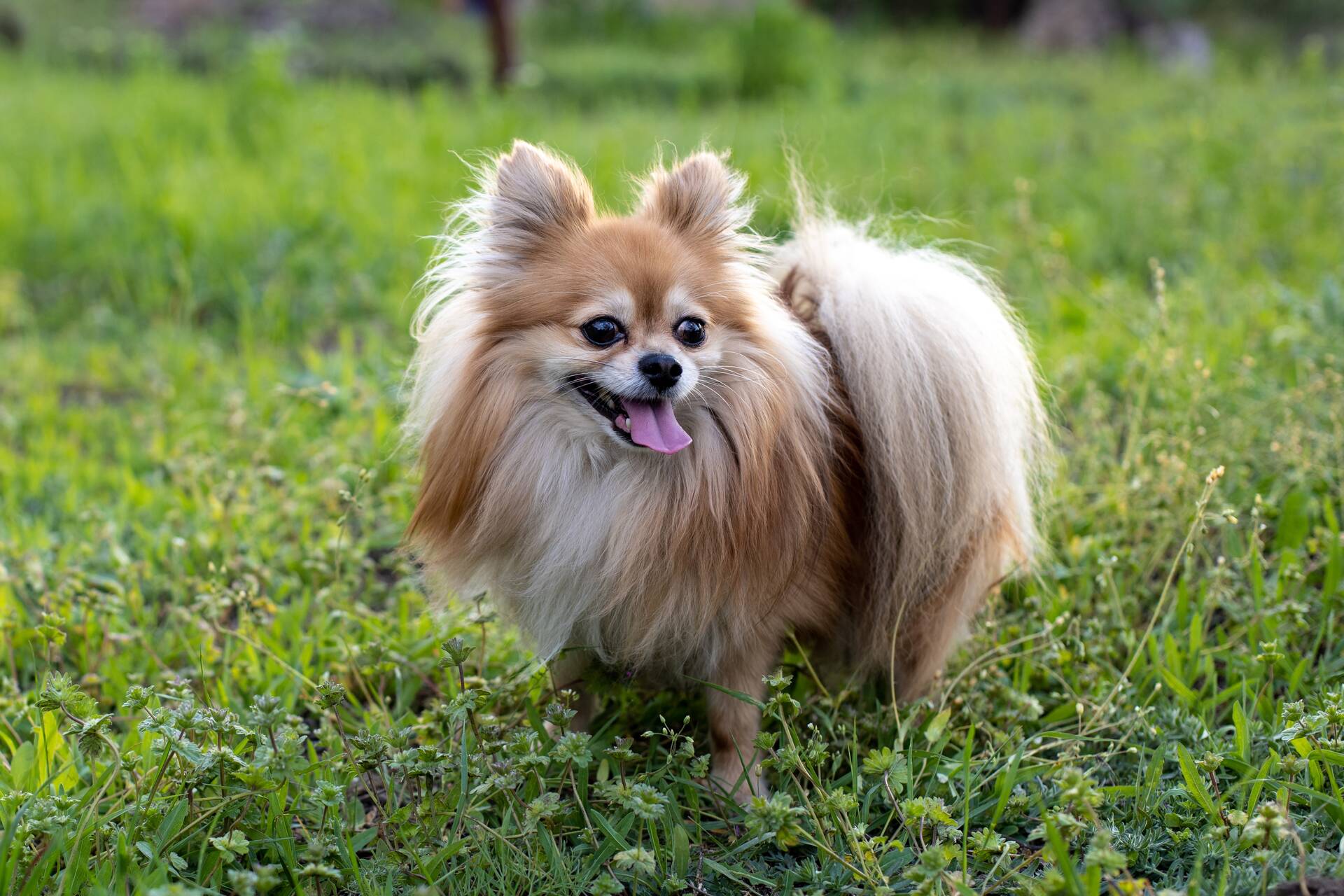 A Pomeranian standing in grass