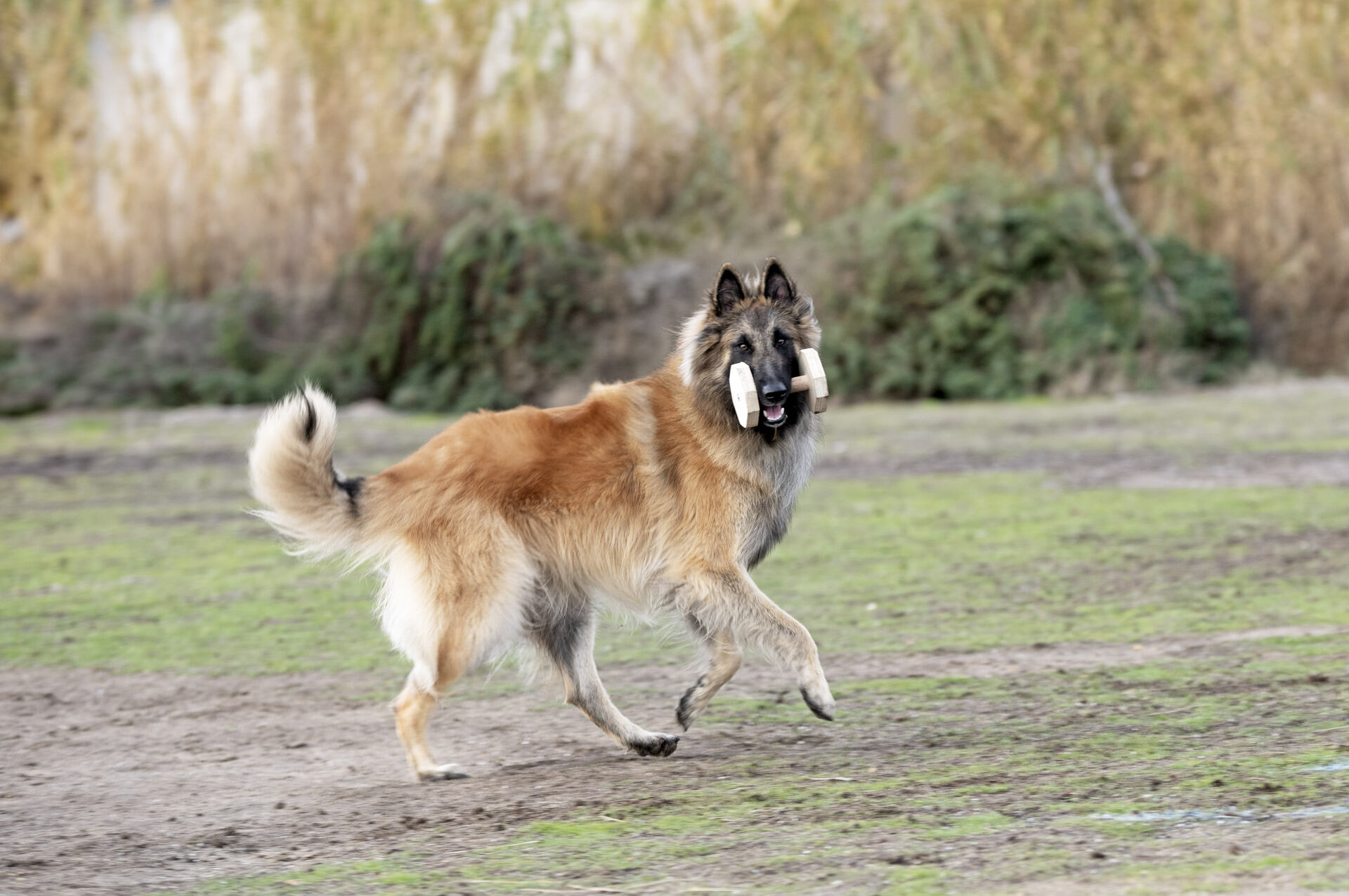 A Belgian Tervuren dog running outdoors with a toy in their mouth
