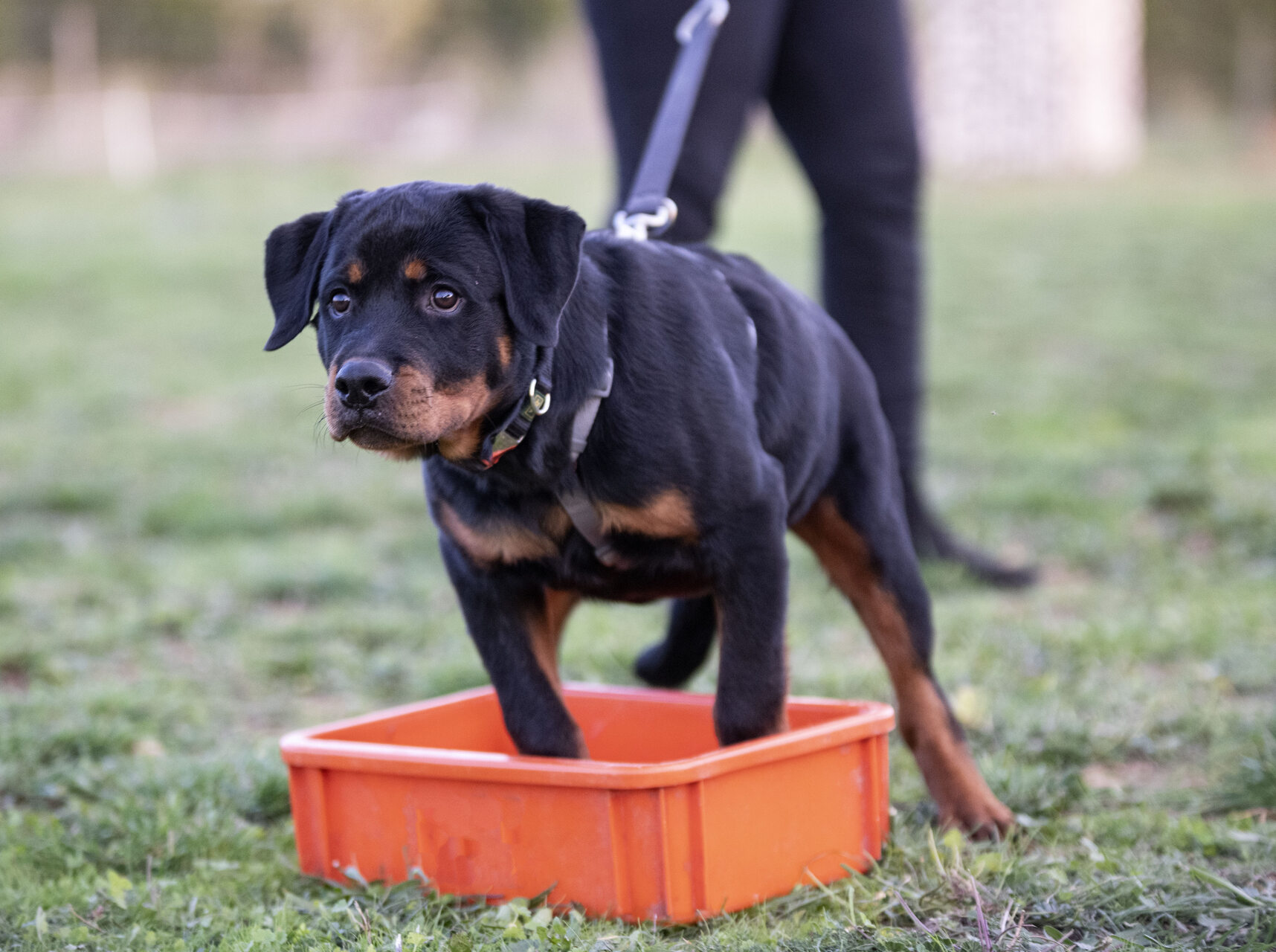 A man training a puppy to relieve themselves in a box outdoors