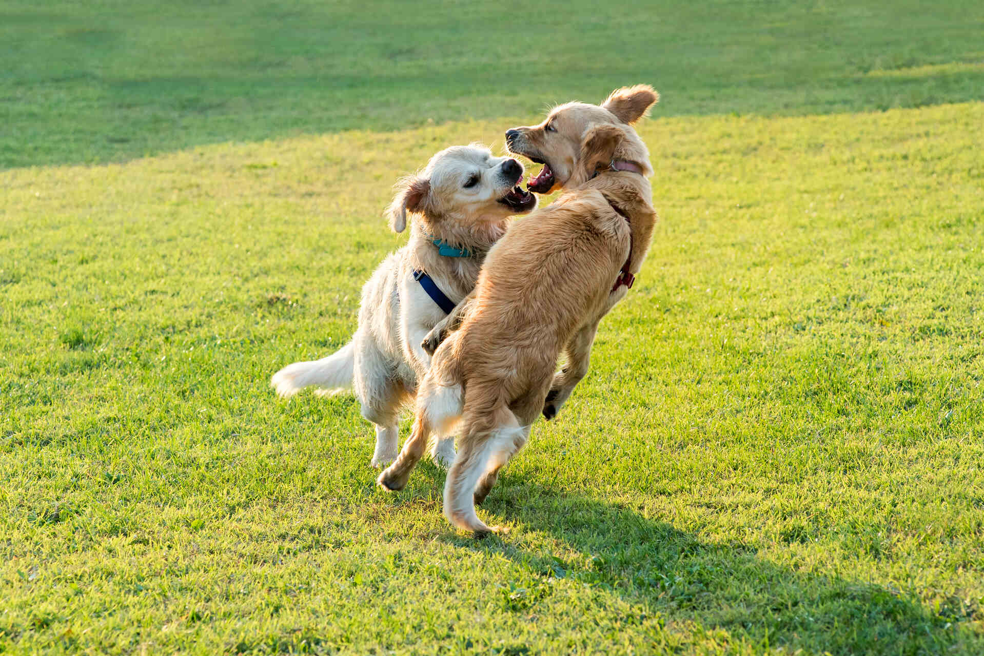 Two dogs playing in a lawn