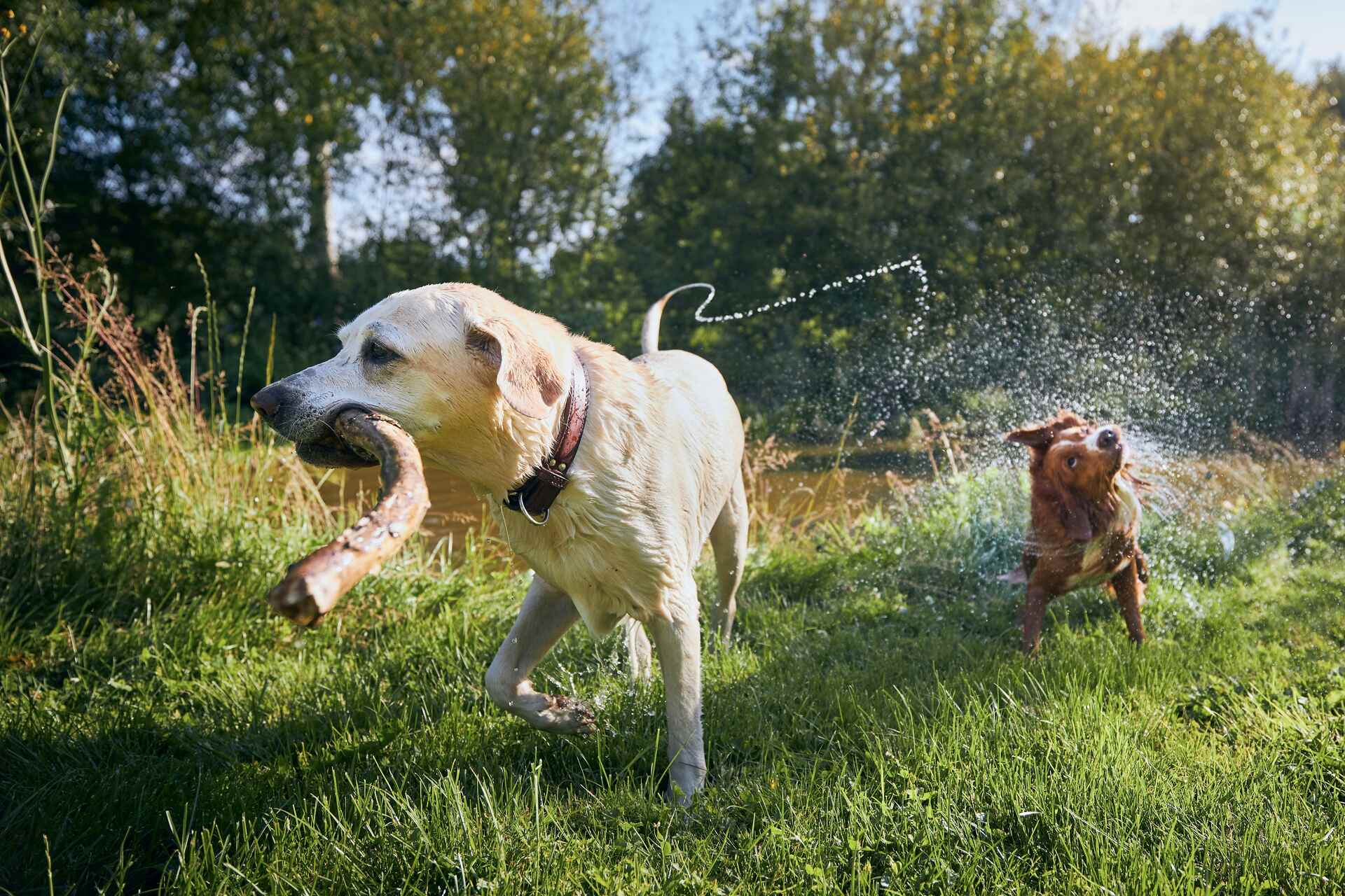 Two dogs playing in nature