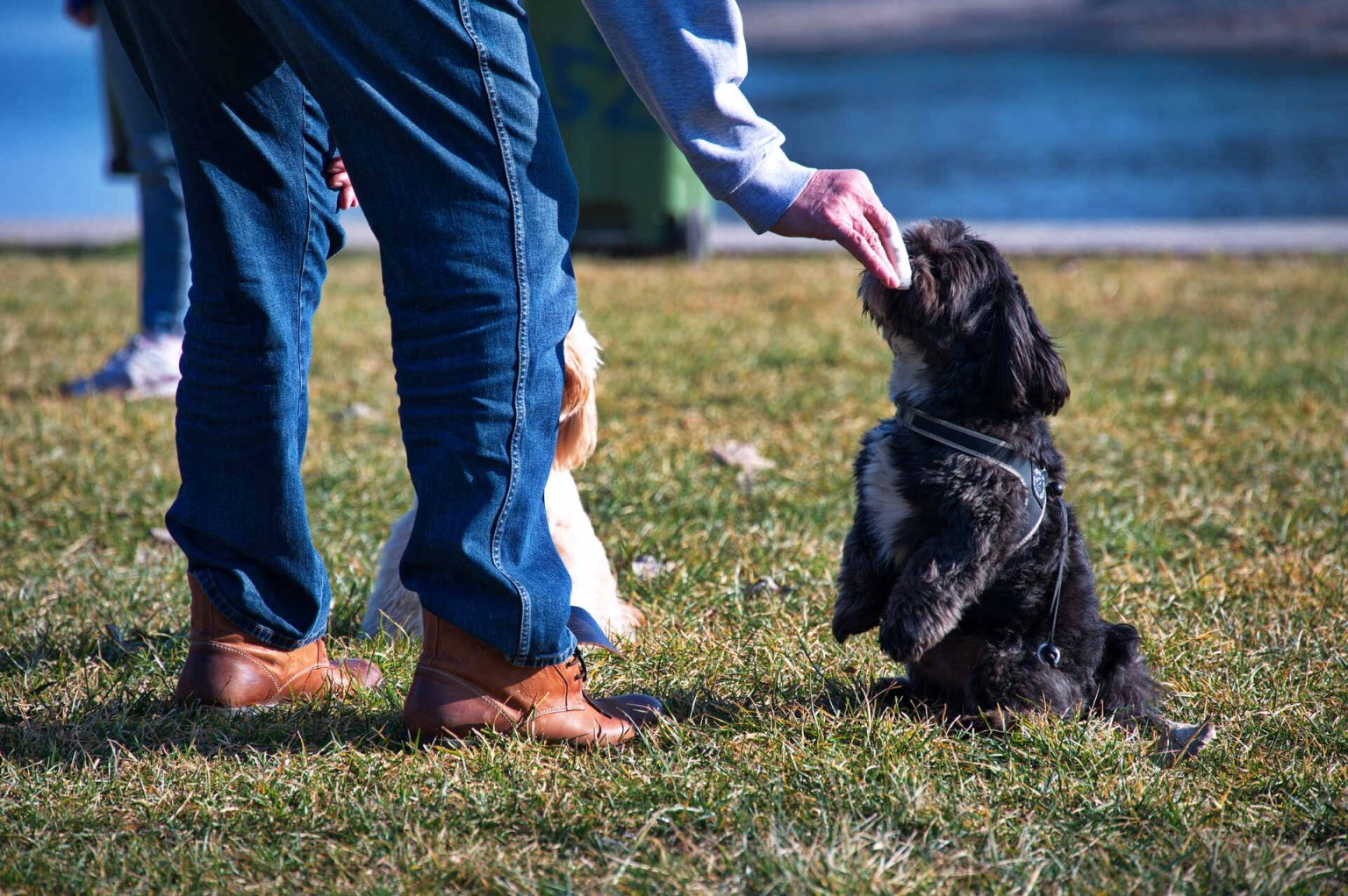 Passion Of A Well Trained City Dog Crossword