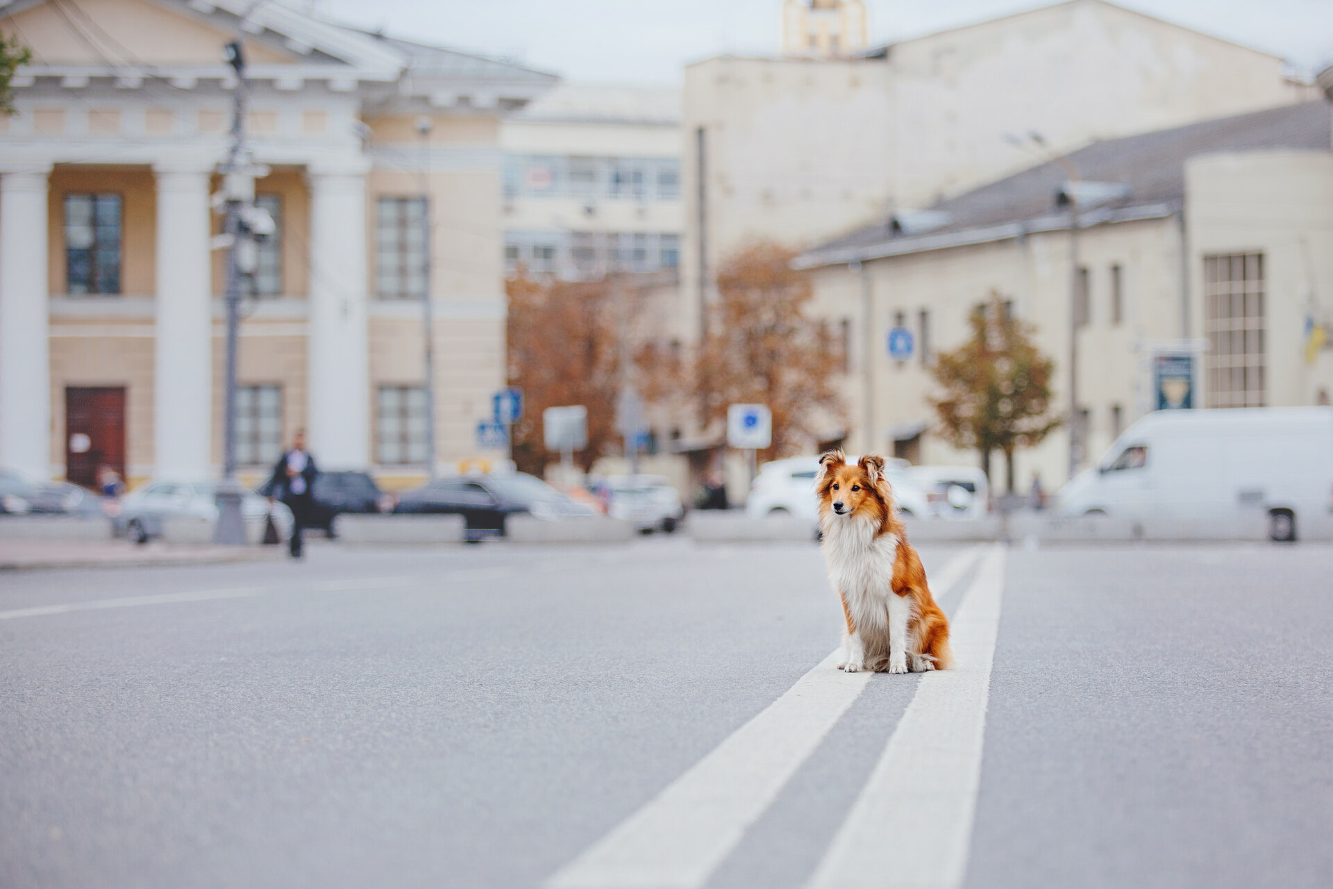 A dog sitting on an empty street