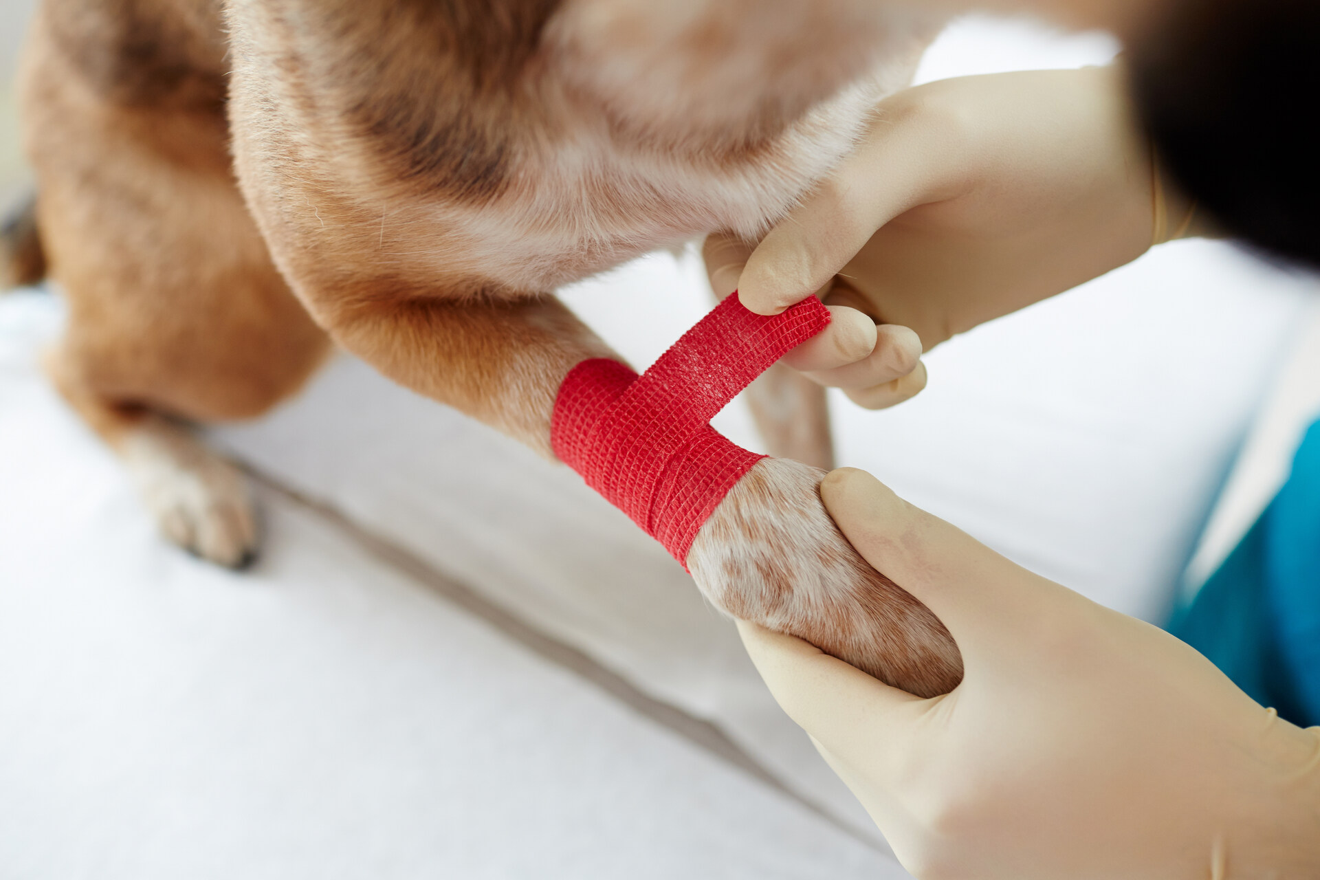 A vet bandaging a dog's paw with red gauze
