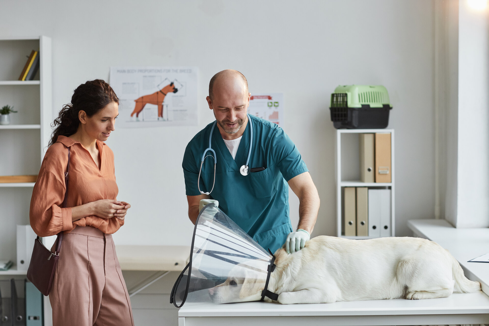 A vet examining an itchy dog at a clinic
