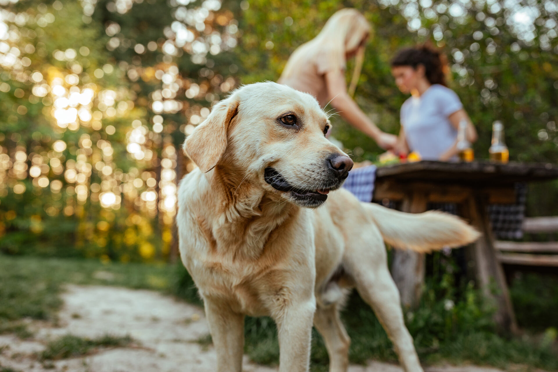 A dog sniffing around for food at a picnic