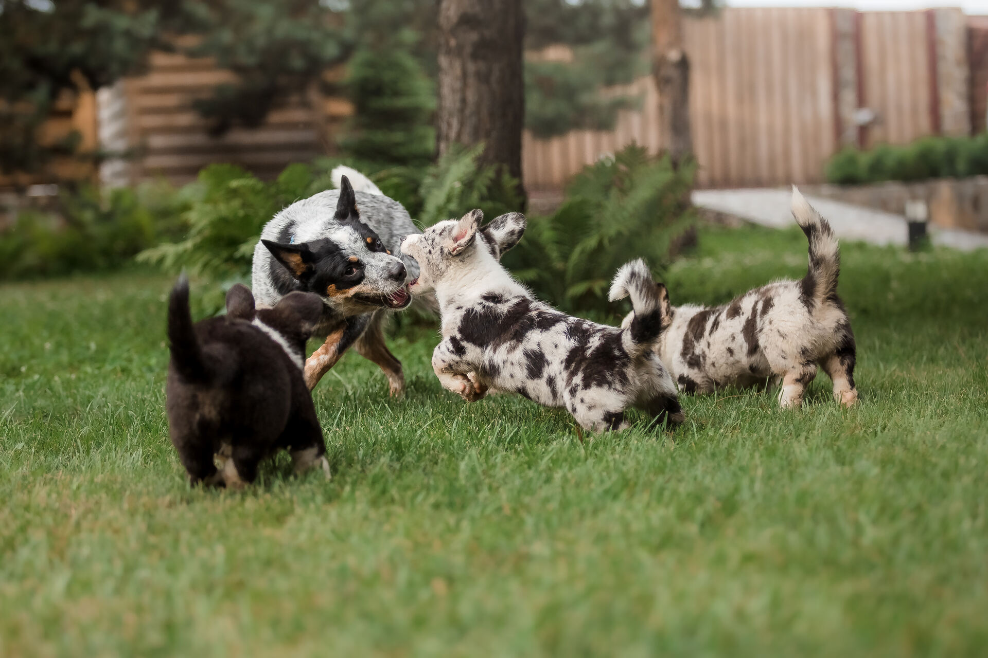 A pack of dogs playing in a lawn