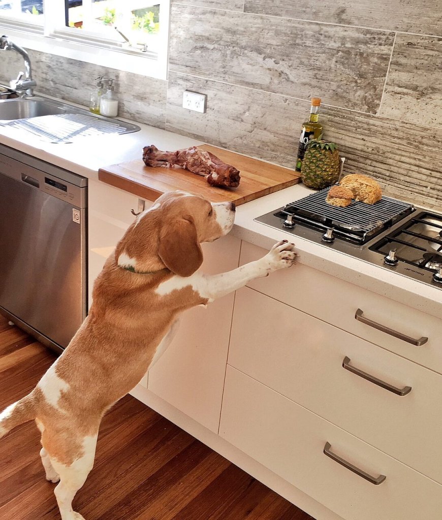 A Beagle dog sniffing around the food on a kitchen counter
