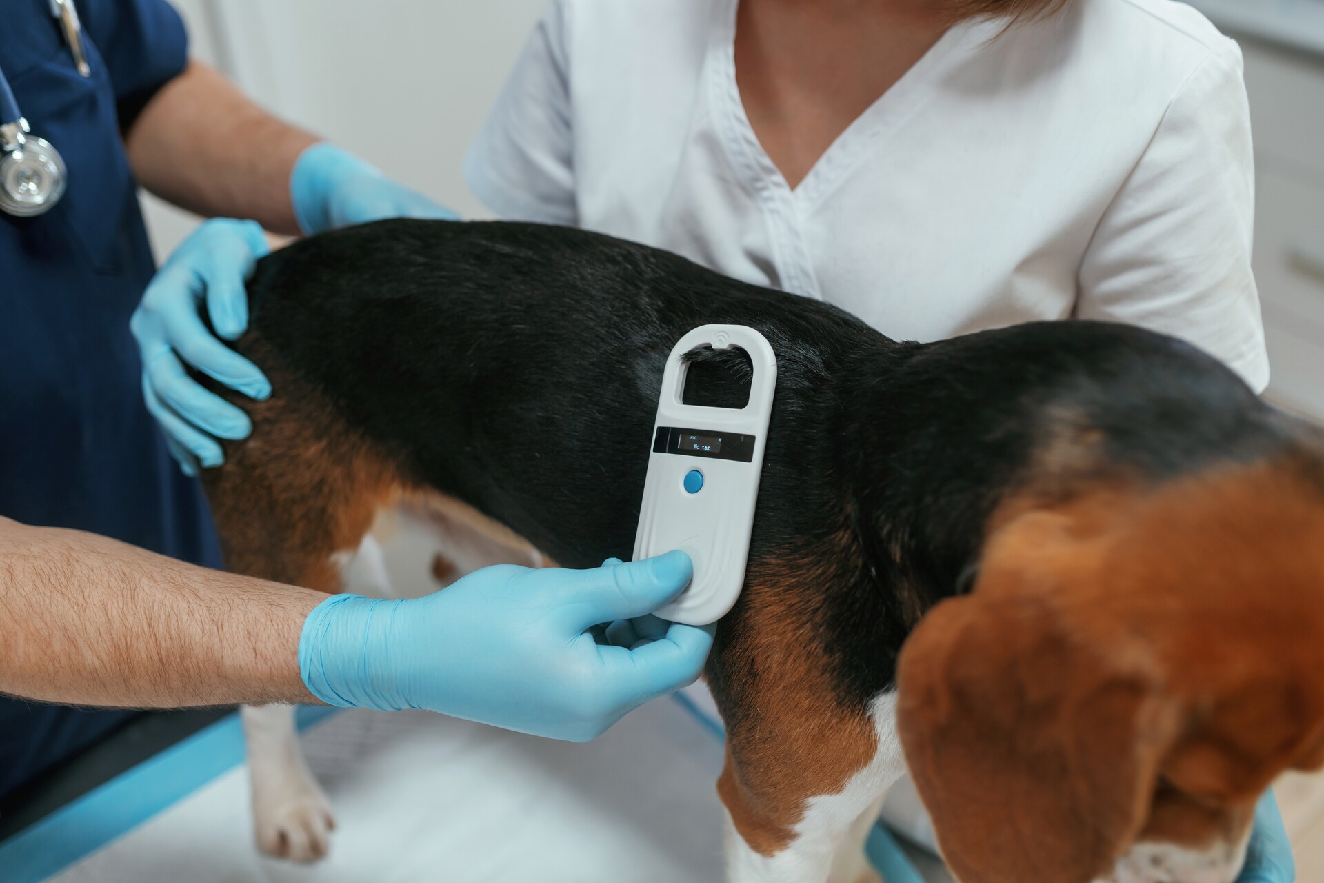A vet scanning a dog for a microchip
