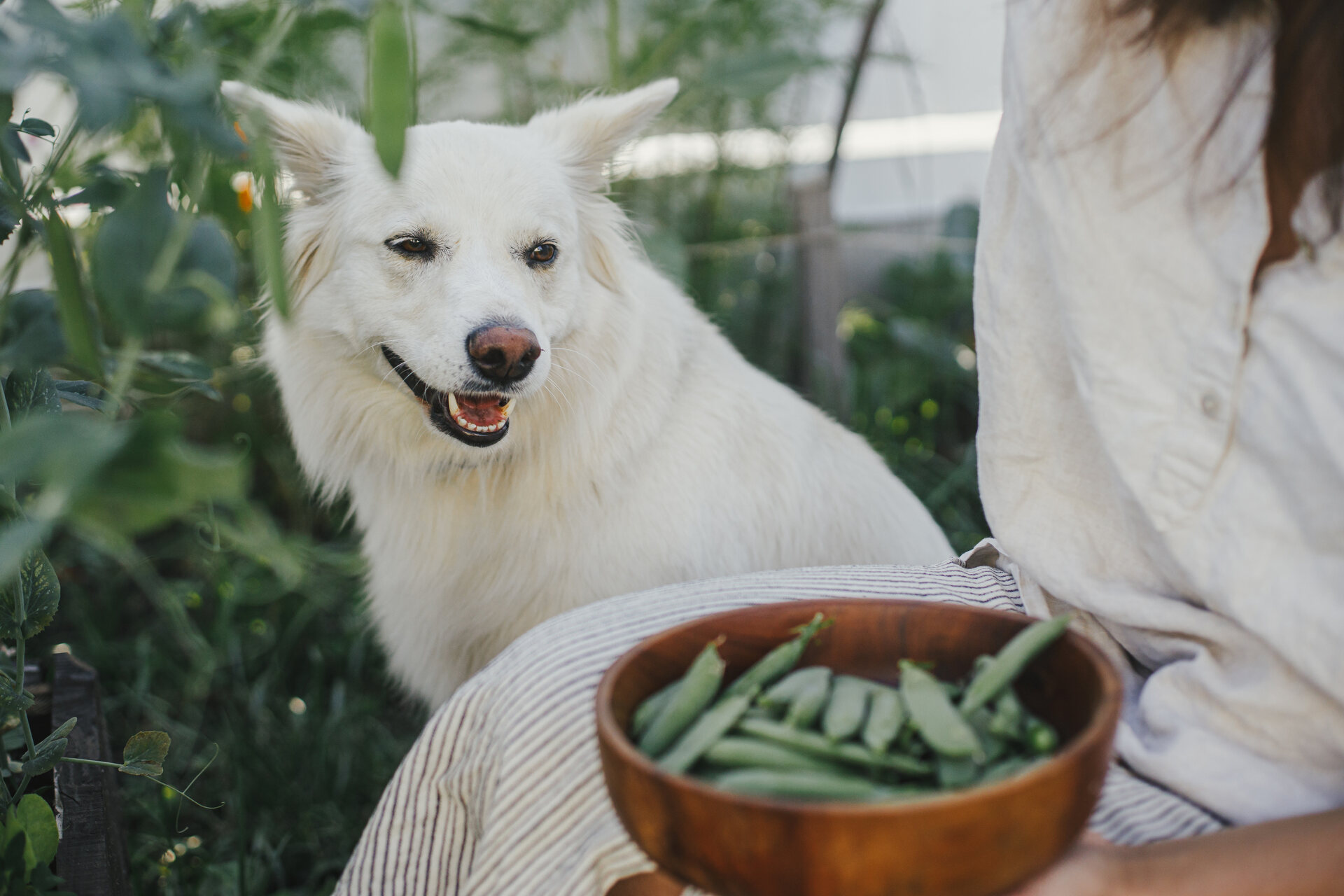 A dog sitting by a woman holding a bowl of green peas