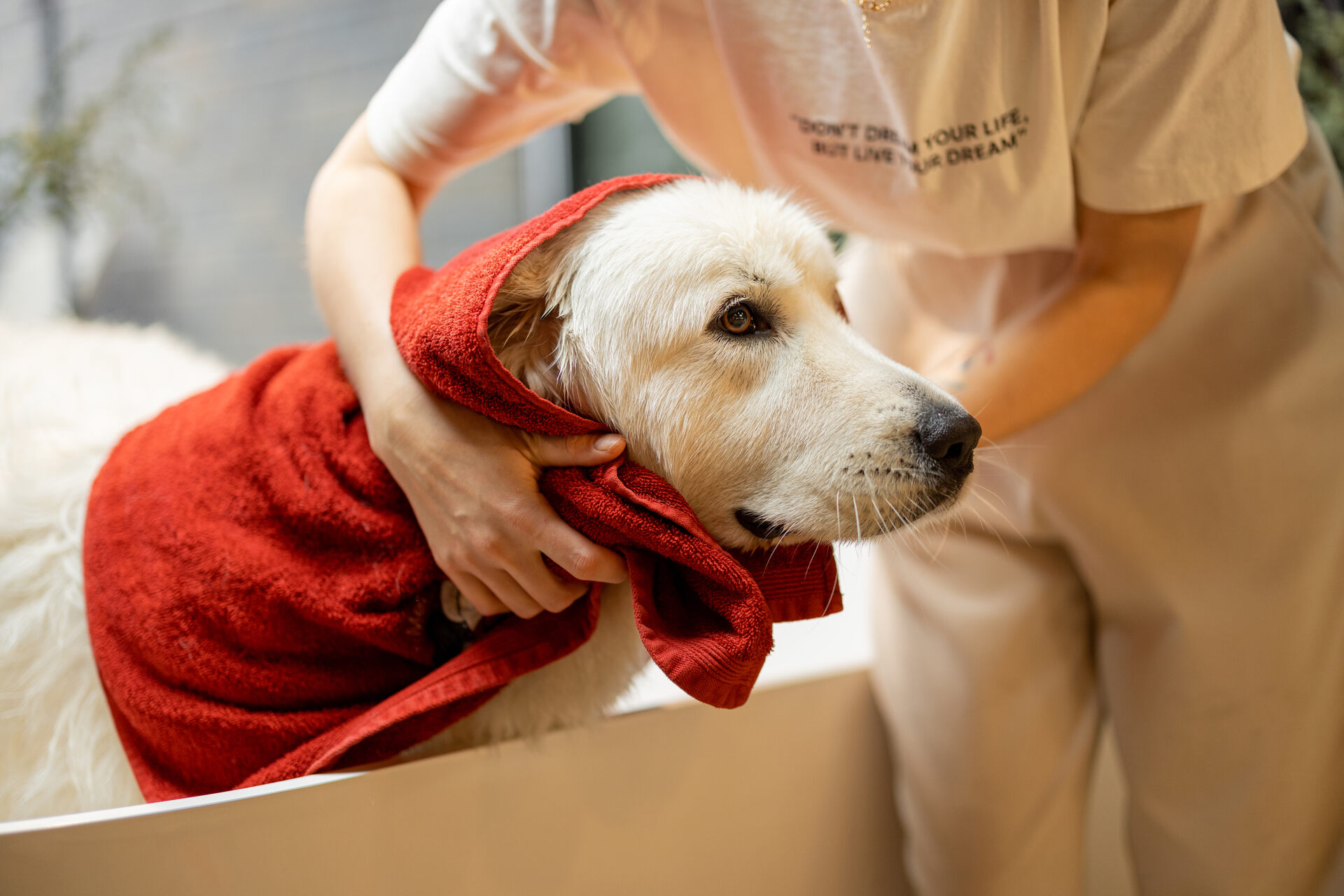 A woman wiping her dog with a red towel