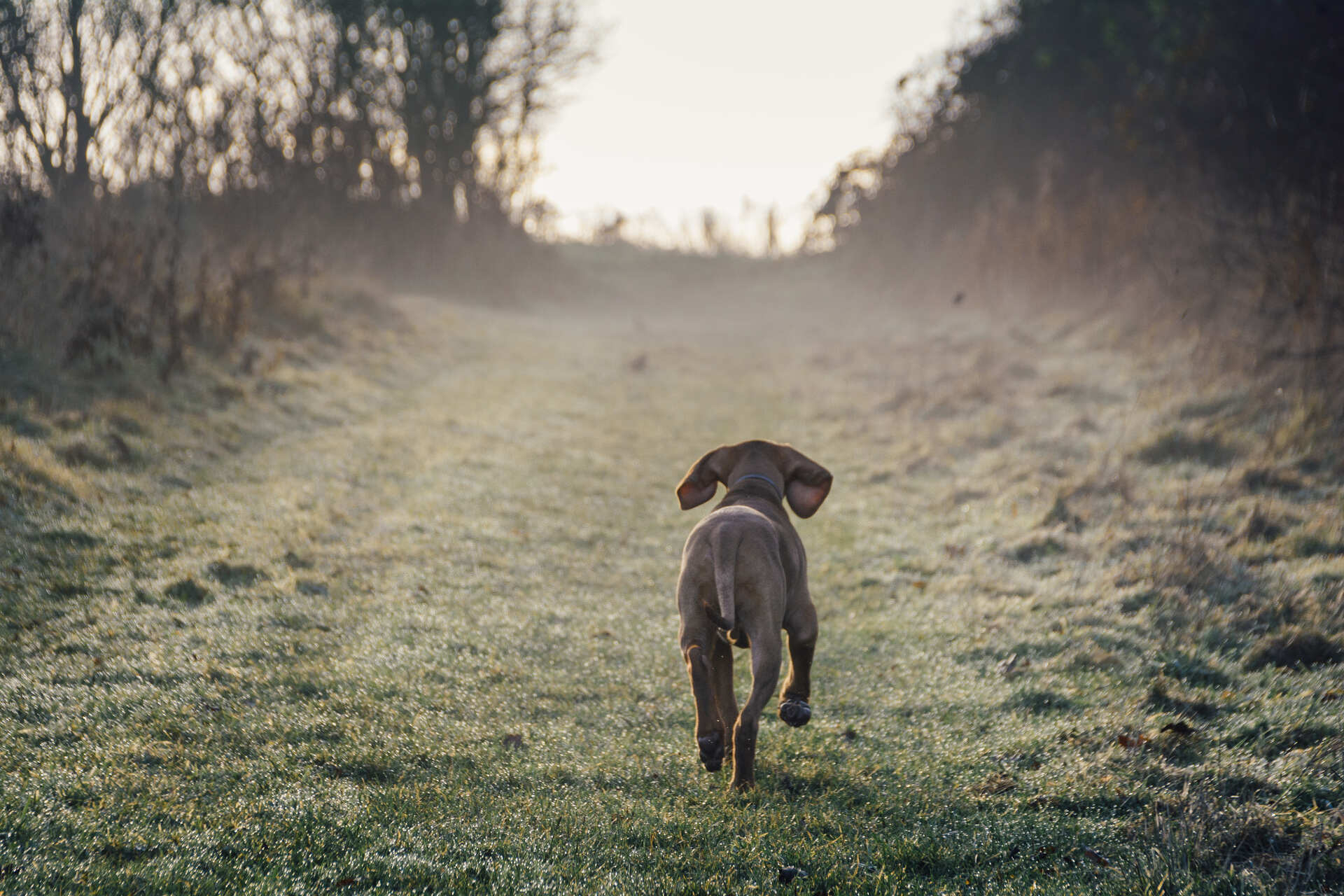 A dog running away into a forest