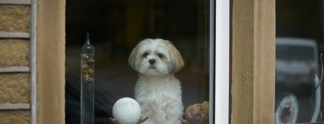A small white dog waiting by a window indoors alone