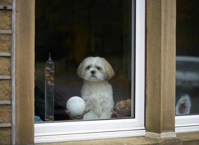 A small white dog waiting by a window indoors alone