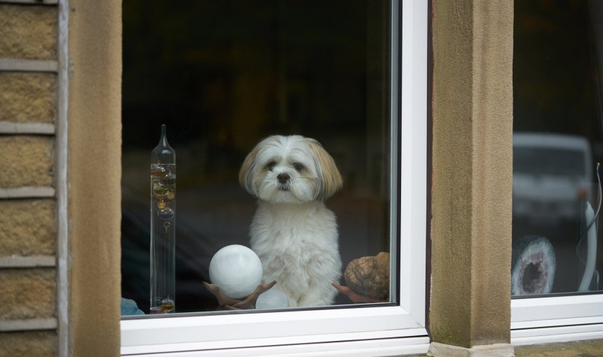 A small white dog waiting by a window indoors alone