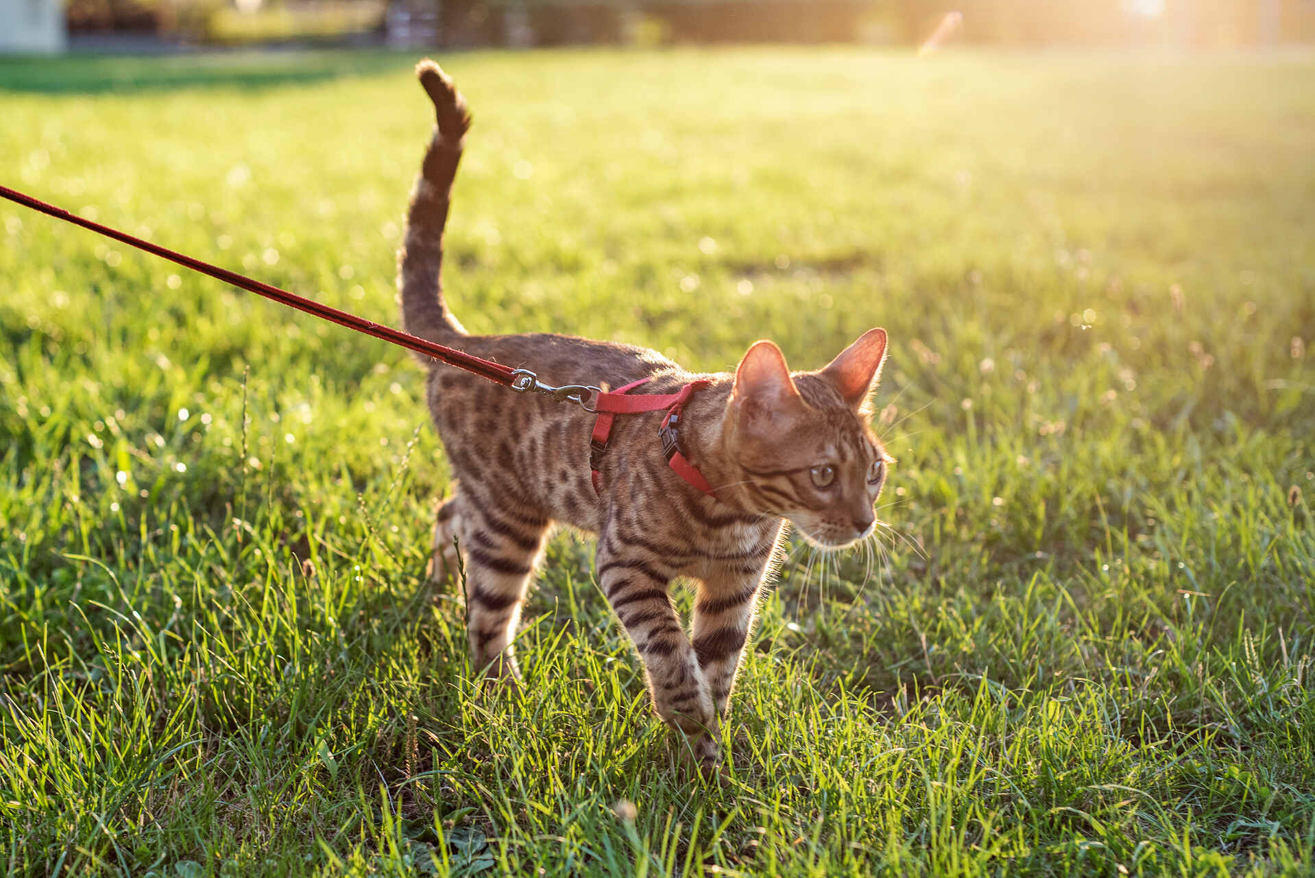 A cat walking on a leash in a backyard