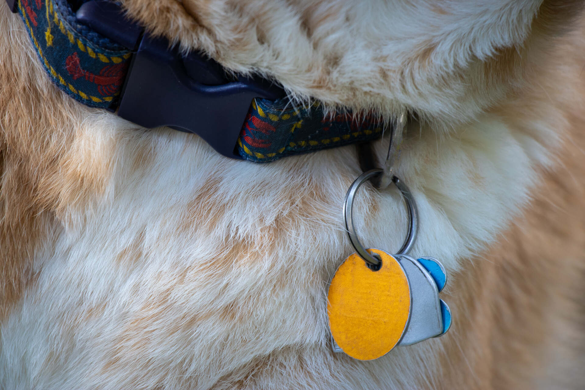 A set of dog ID tags attached to a dog's collar