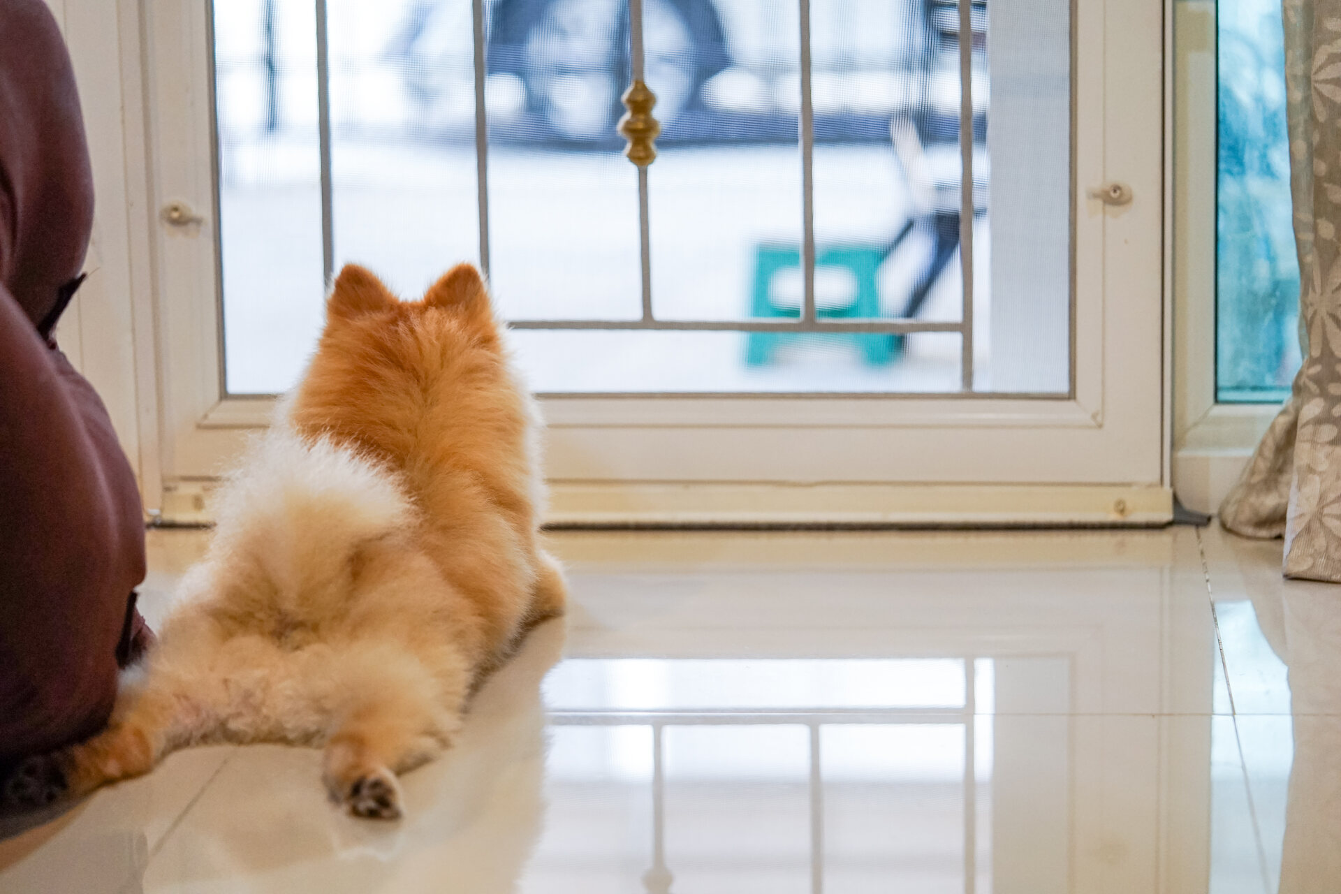 A dog waiting at the door for its owner to come back home