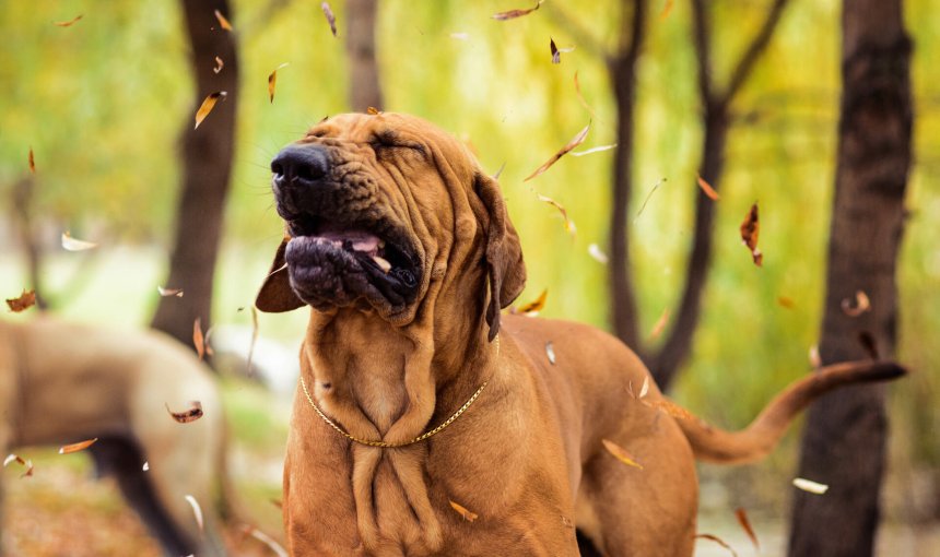 A dog coughing from falling leaves