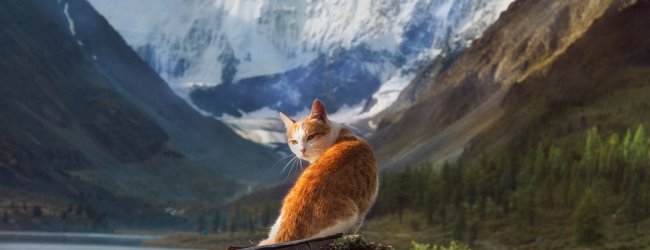 A cat sitting on a wooden bench by the mountains