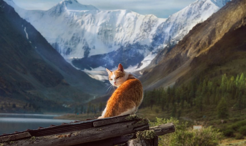A cat sitting on a wooden bench by the mountains