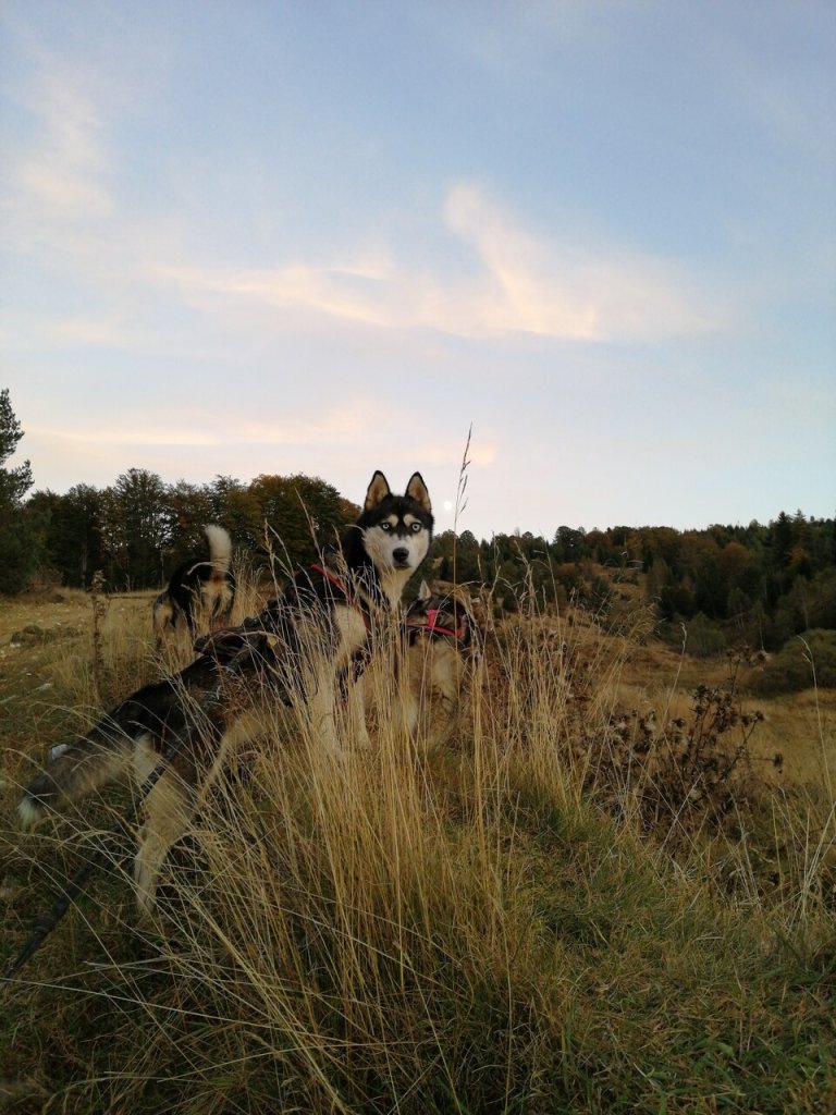 A pack of dogs bikejoring at night