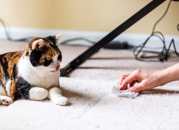 Frau wischt Boden auf, dreifärbige Katze liegt daneben