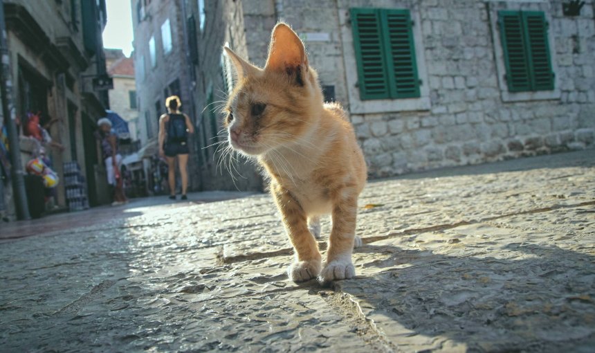 A small cat lost in the city