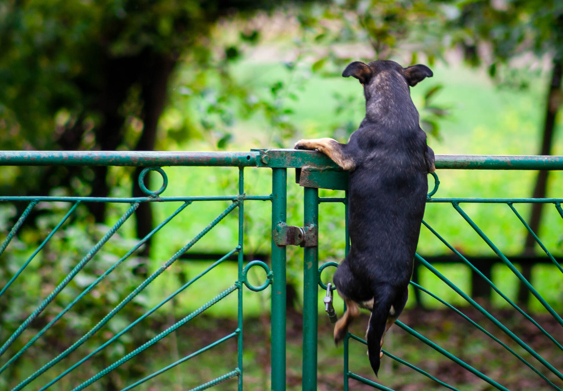 A dog trying to escape home by climbing the fence