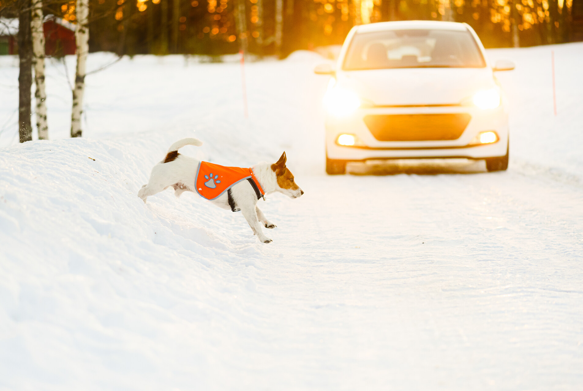 A dog running across a snowy road in front of a parked car