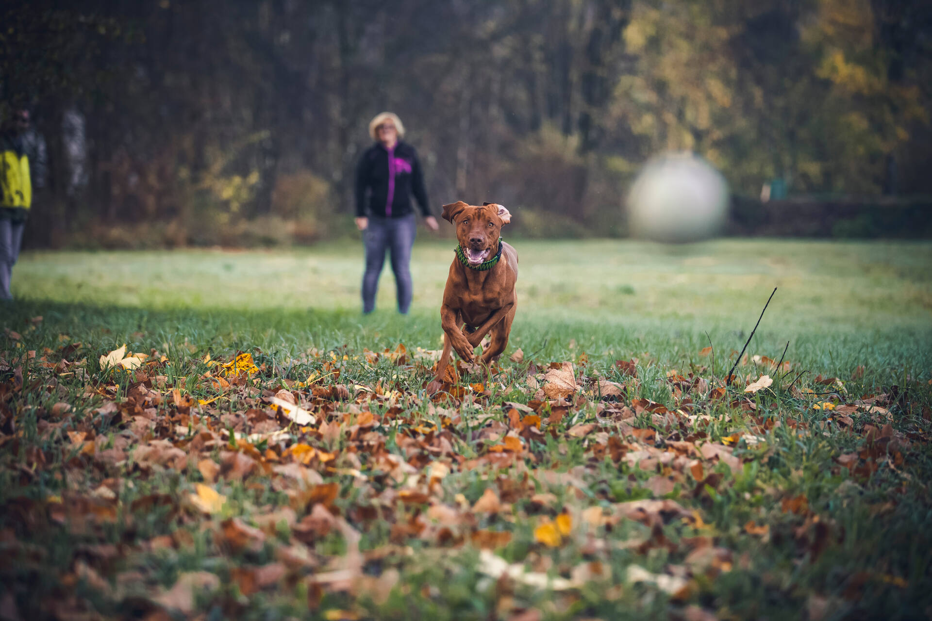 A dog running away from a woman at a park