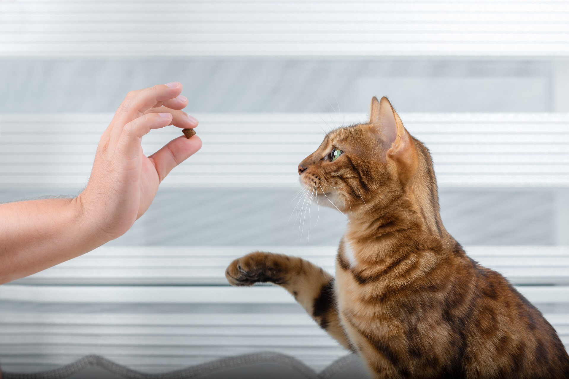 A man training a cat to shake paws with a treat