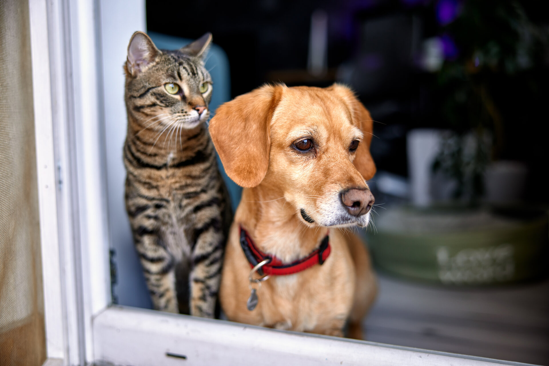 A dog and cat sitting by a window