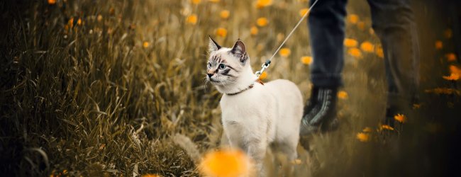A man walking a cat on a leash through a field