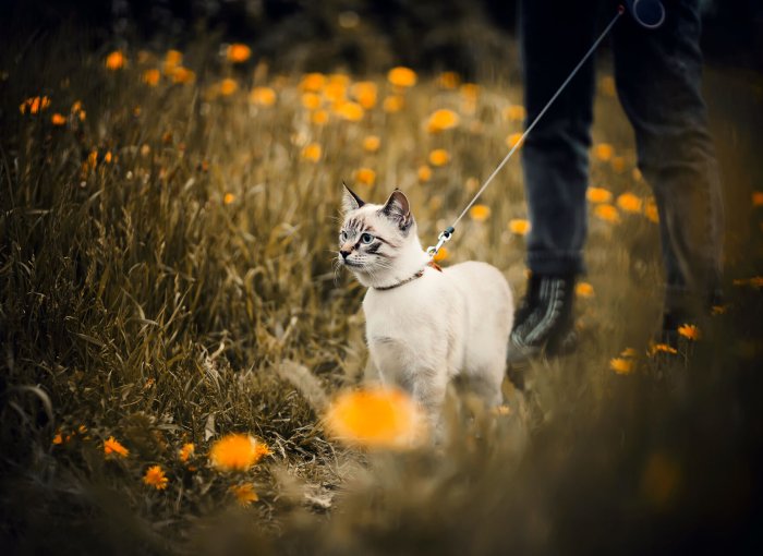 A man walking a cat on a leash through a field