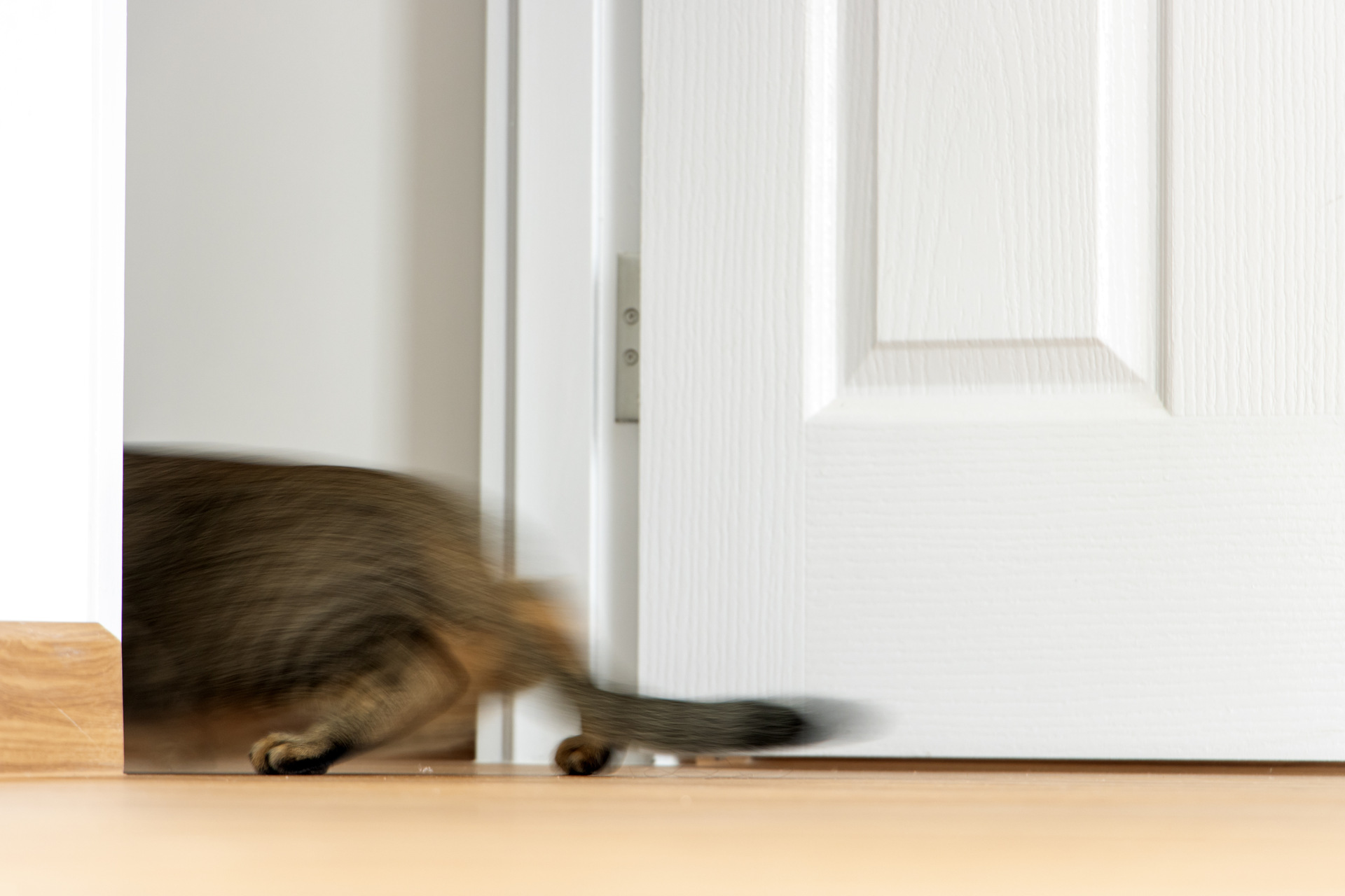 A cat dashing out of an open door