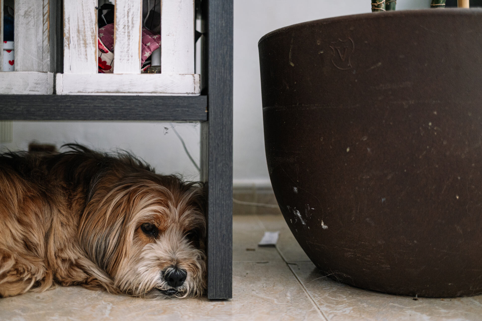 A frightened dog hiding under a table