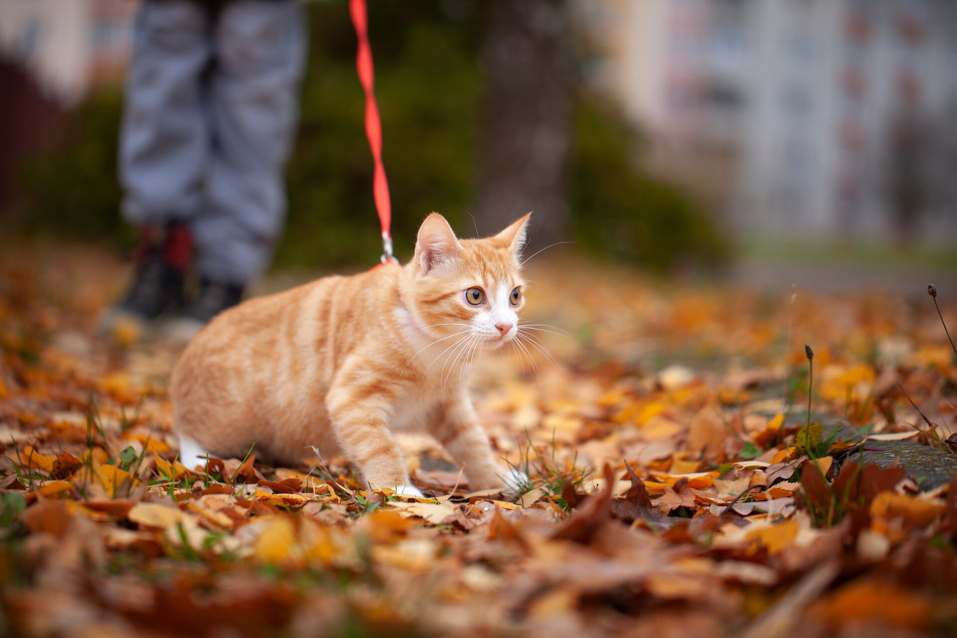 A cat exploring new areas while walking on a leash