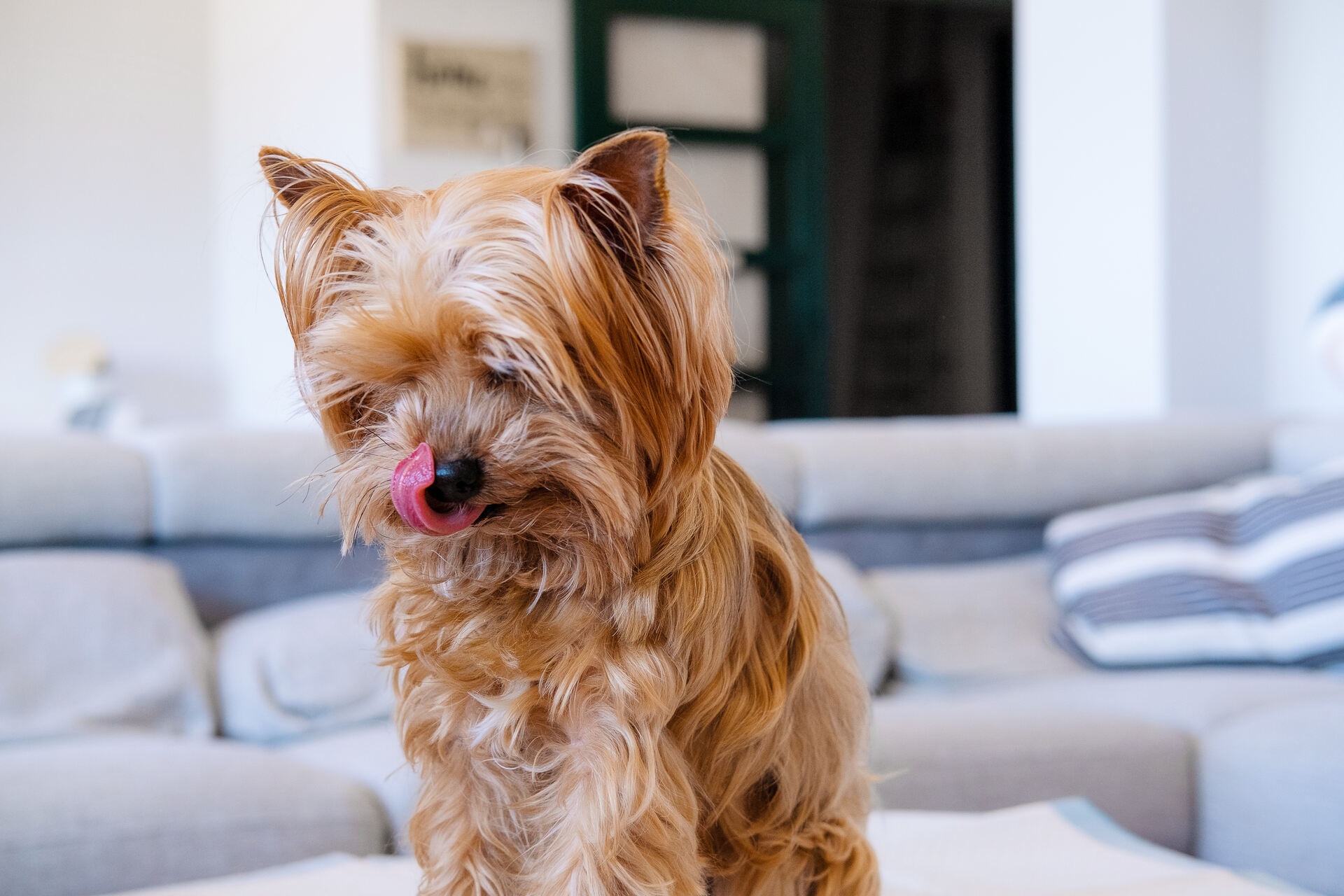 A blind dog sitting at home alone