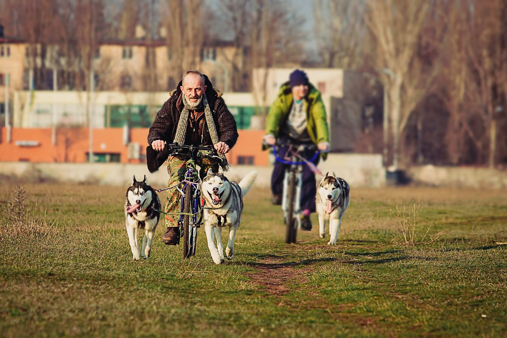 A couple bikejoring with multiple dogs