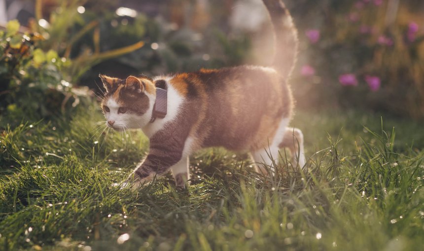 Dreifärbige Katze trägt Tractive Cat Mini draußen